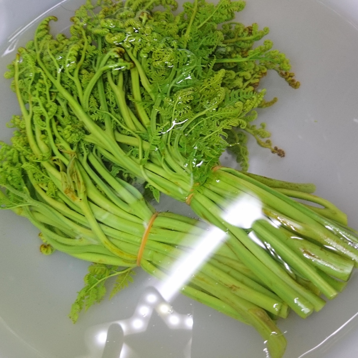 茹でたわらびの保存方法 レシピ 作り方 By Butterfly 楽天レシピ 茹でたわらびの保存方法 レシピ 作り方 By Butterfly 楽天レシピ